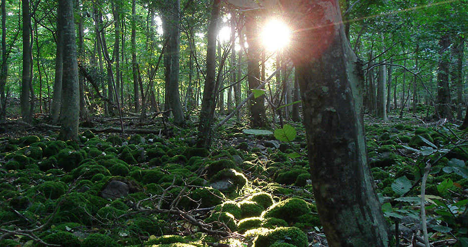 Mossbelagt klapperstensfält mitt i skogen och solen står lågt och lyser försiktigt fram mellan de gröna träden.