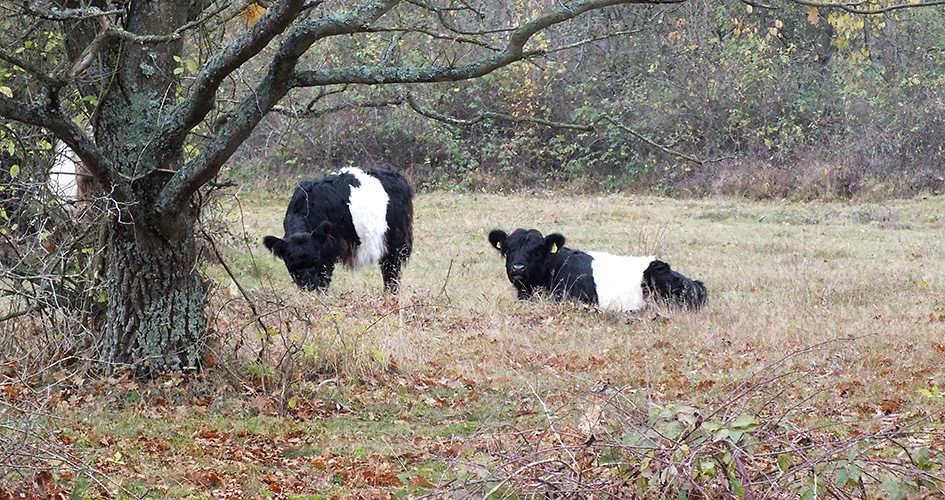 Det är höst, två svartvita långhåriga kor som betar bredvid ett träd på en fält.