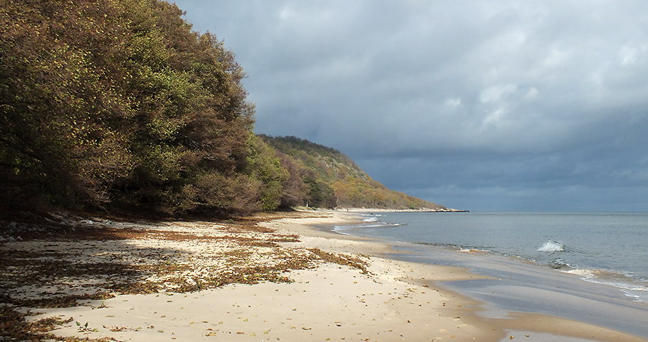 Höstbild på sandstranden med växtlighet till vänster och vattnet till höger.