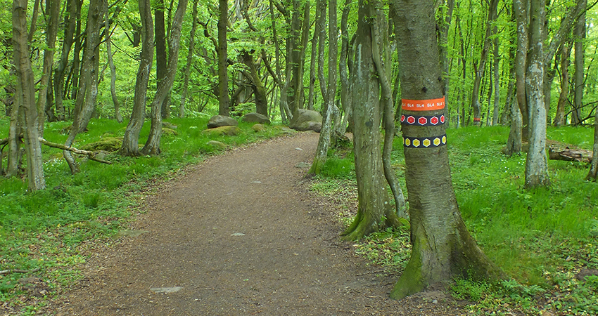 En stig som leder in i skogen. På trädet till höger finns en vandringsledsmarkering runt trädet.