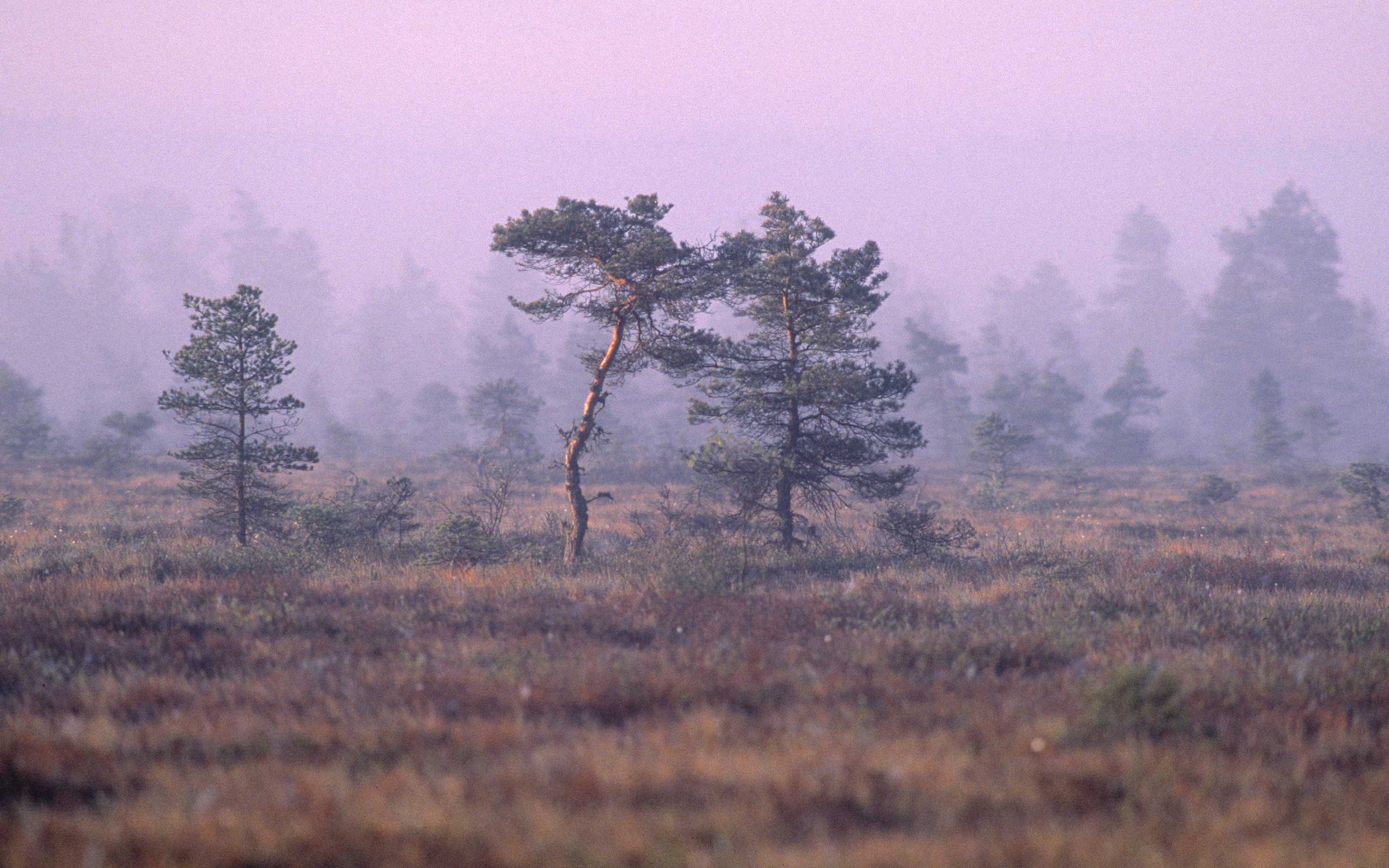 Morgondimma på mossen.