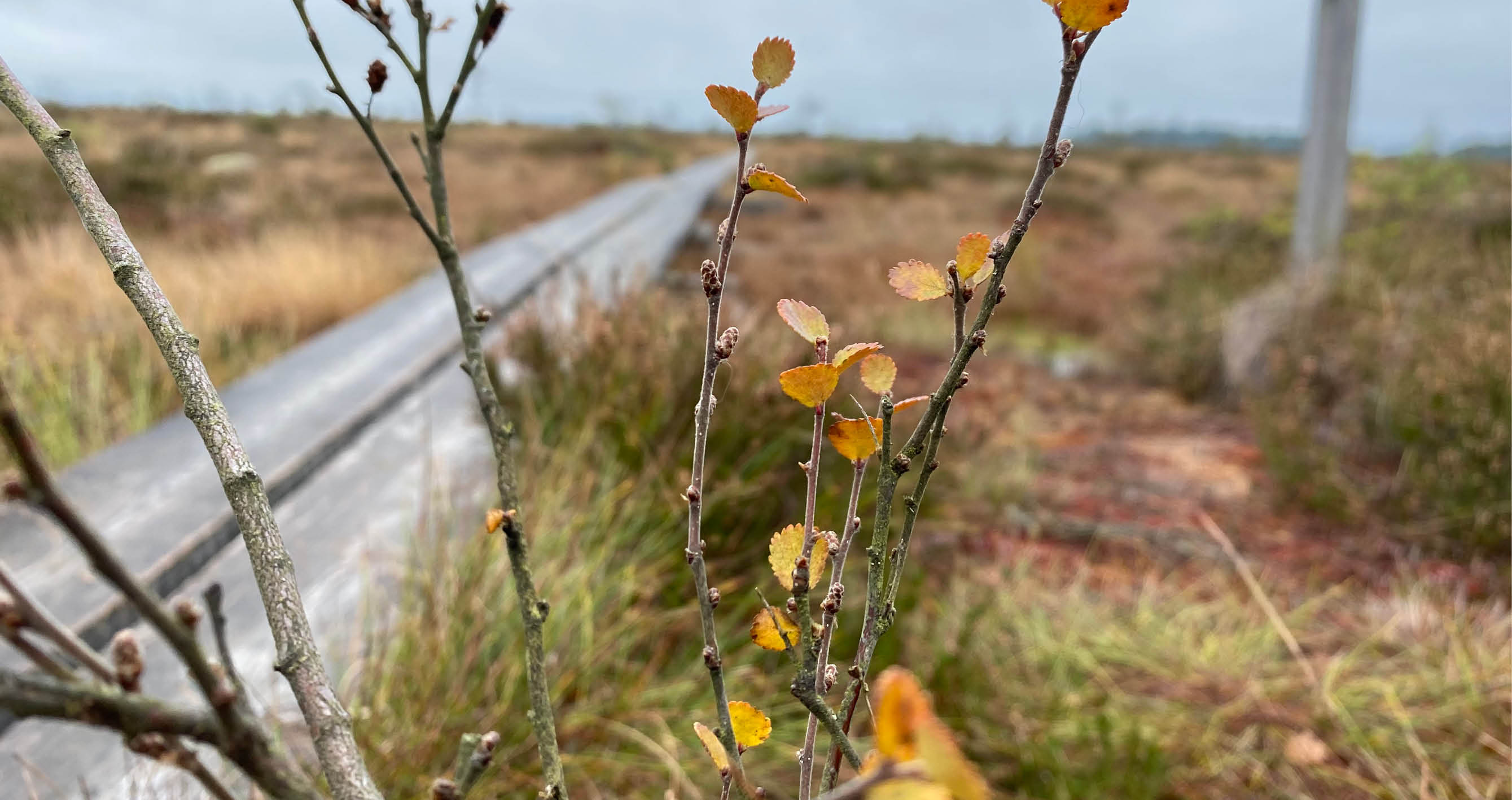 Foto av dvärgbjörkskvist ute på en högmosse.