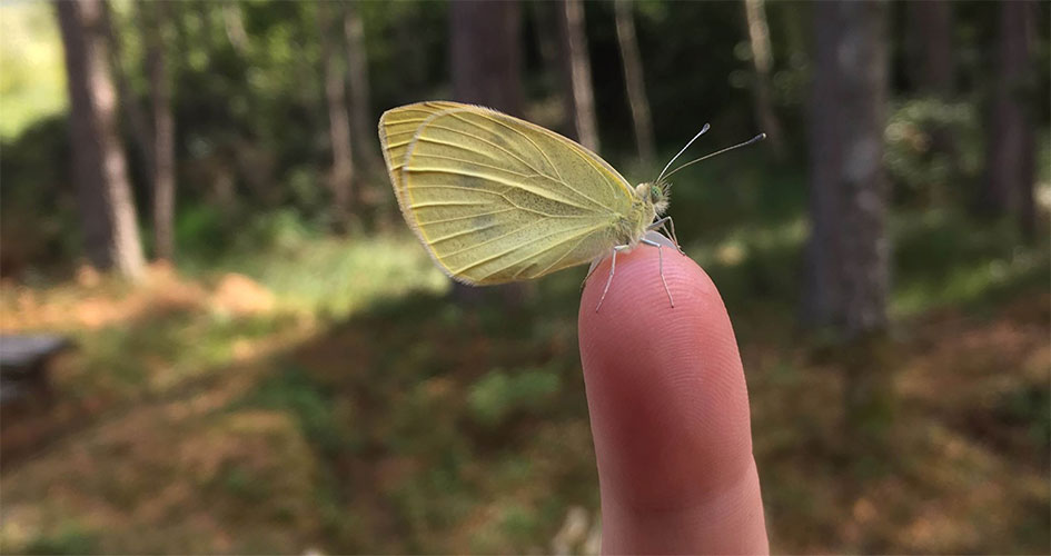Vit fjäril sitter på ett finger.
