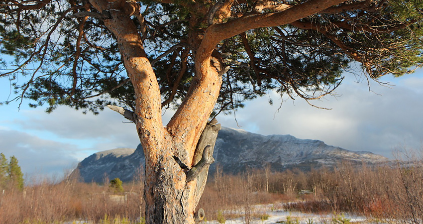 Solen lyser på en tall. I bakgrunden syns fjäll och himmel. 