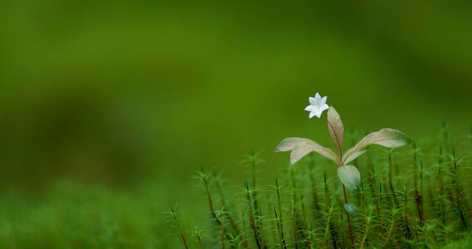 Skogsstjärna, tunn växt med vita kronblad som bildar formen av en stjärna, växer i grön mossa.
