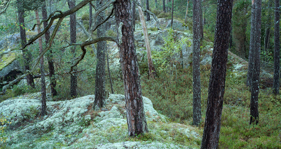 Skog och mossa.