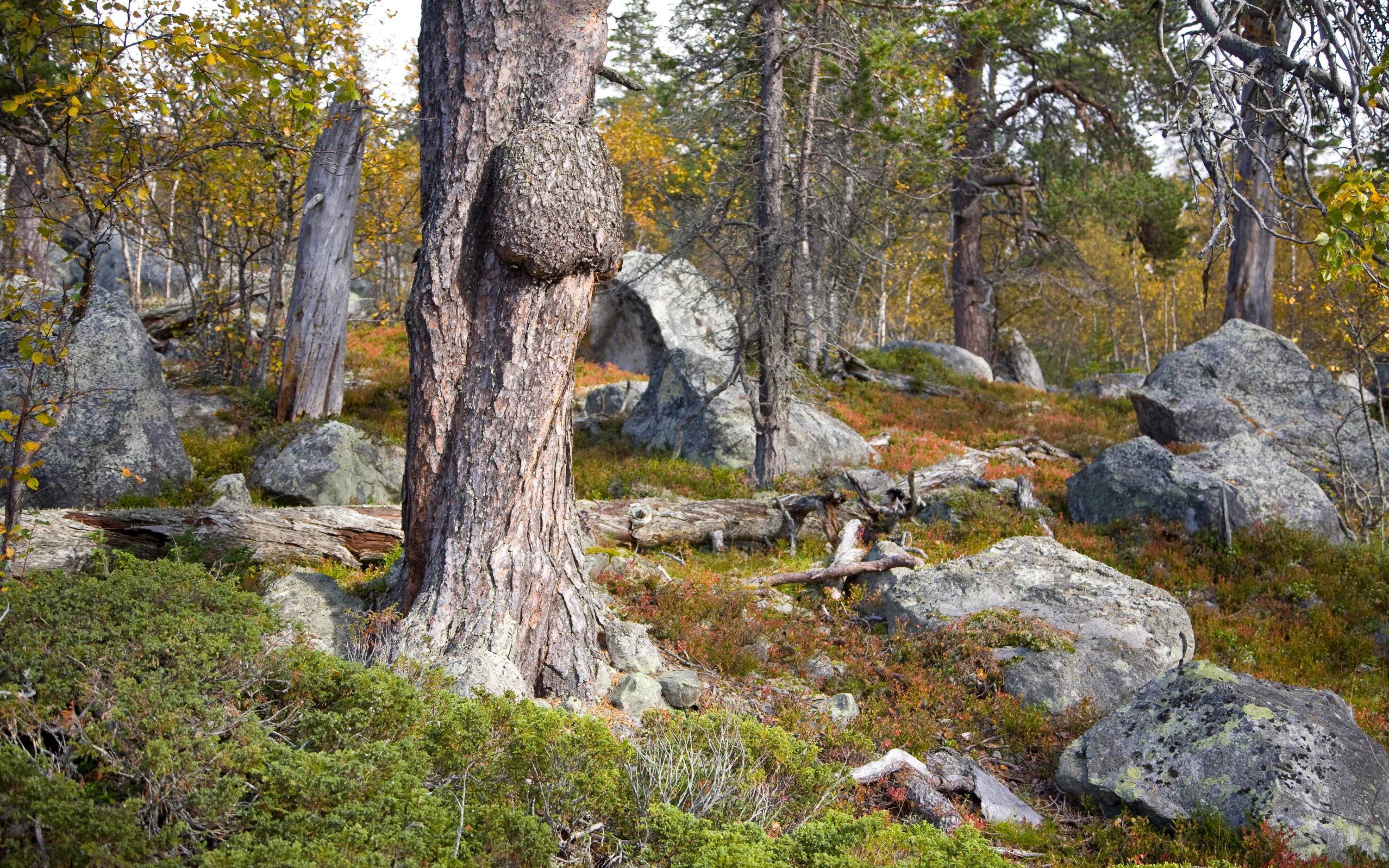 Sten och gamla träd i Töfsingdalen