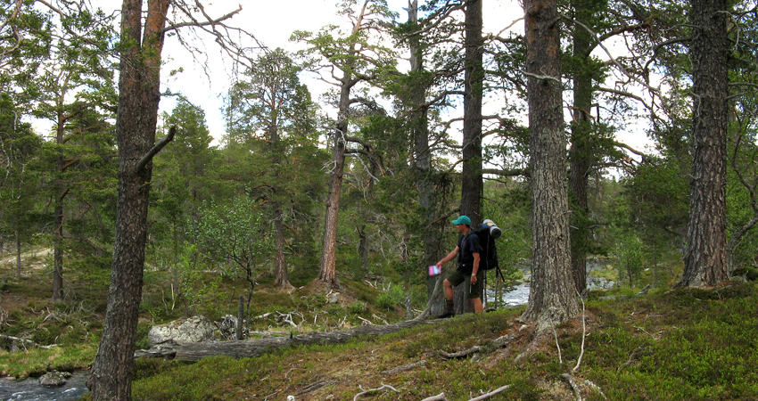 En vandrare i skogen.