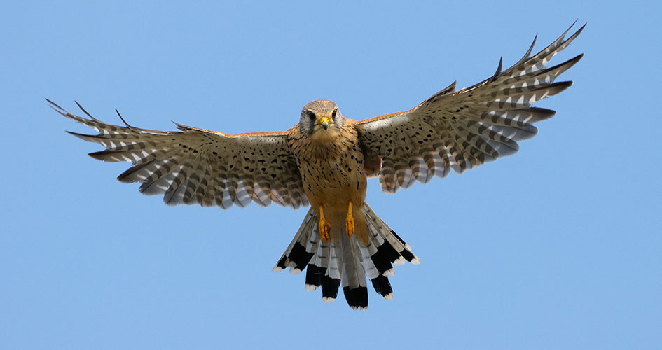 En tornfalk flyger mot en blå himmel.