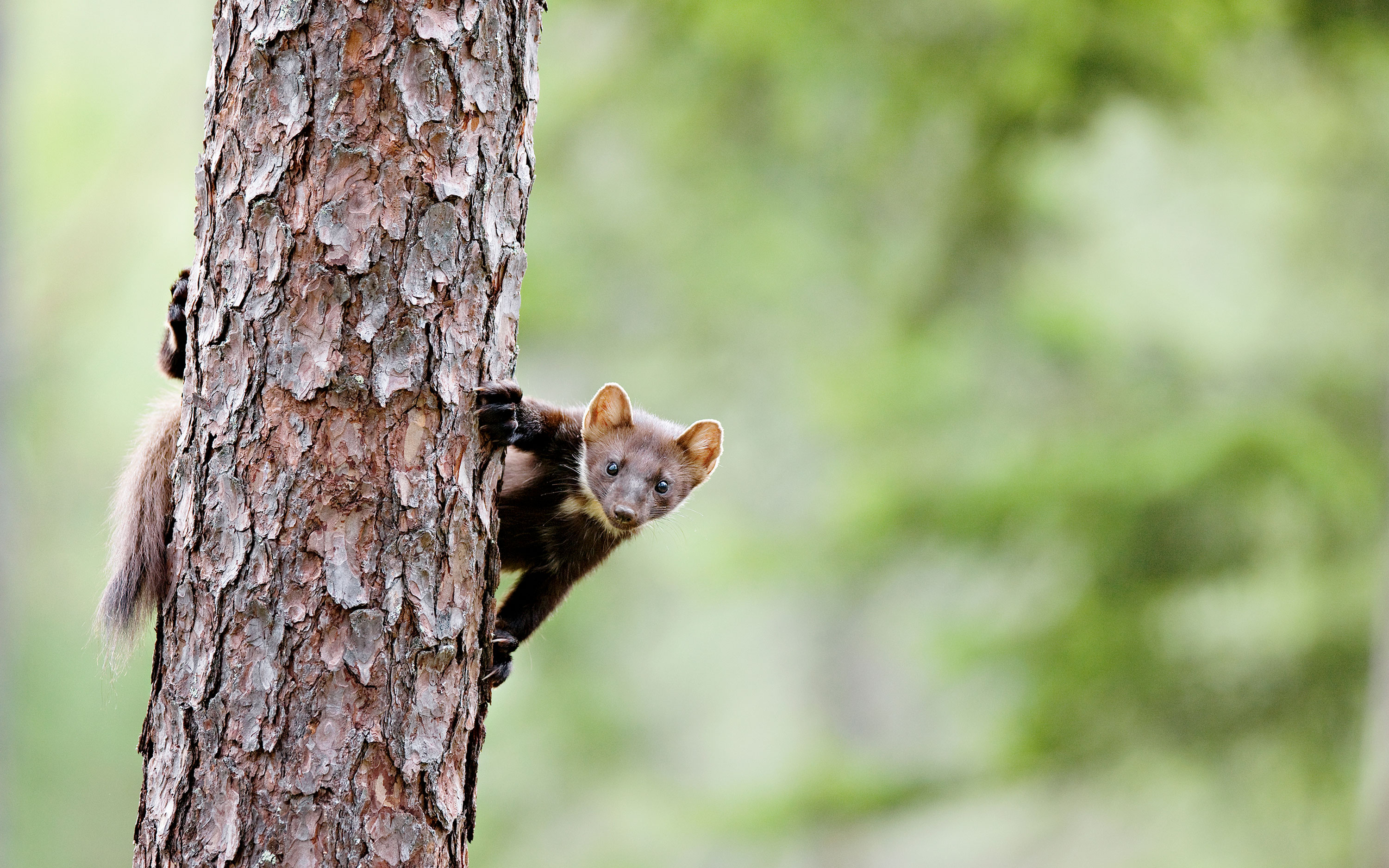 Ein Marder klettert auf einen Baum.