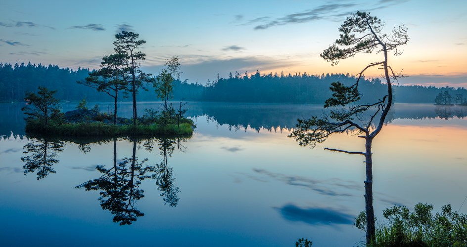 Årsjön i kvällsljus med blank speglande yta och små krokiga tallar.