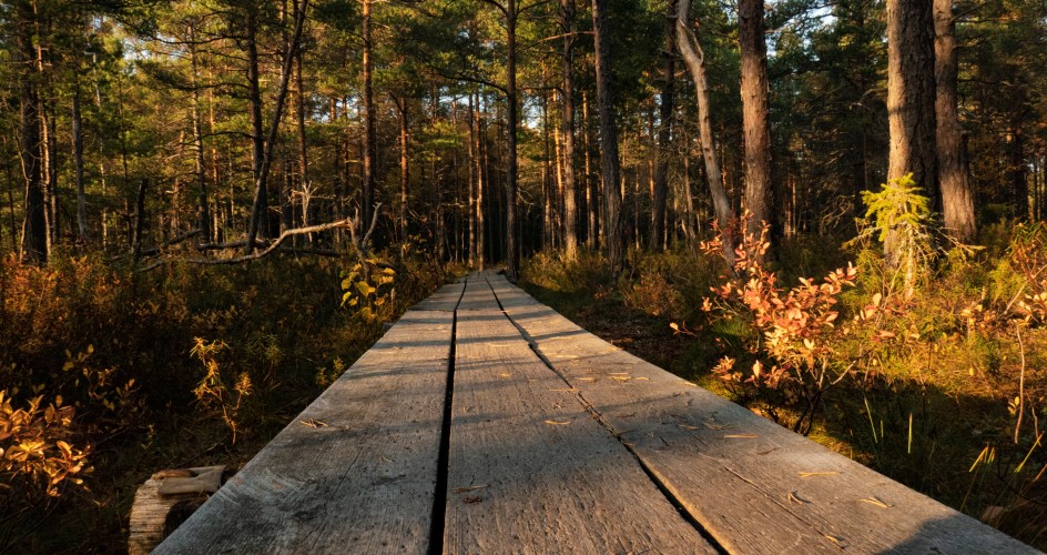 Wooden footbridge leading into the forest.