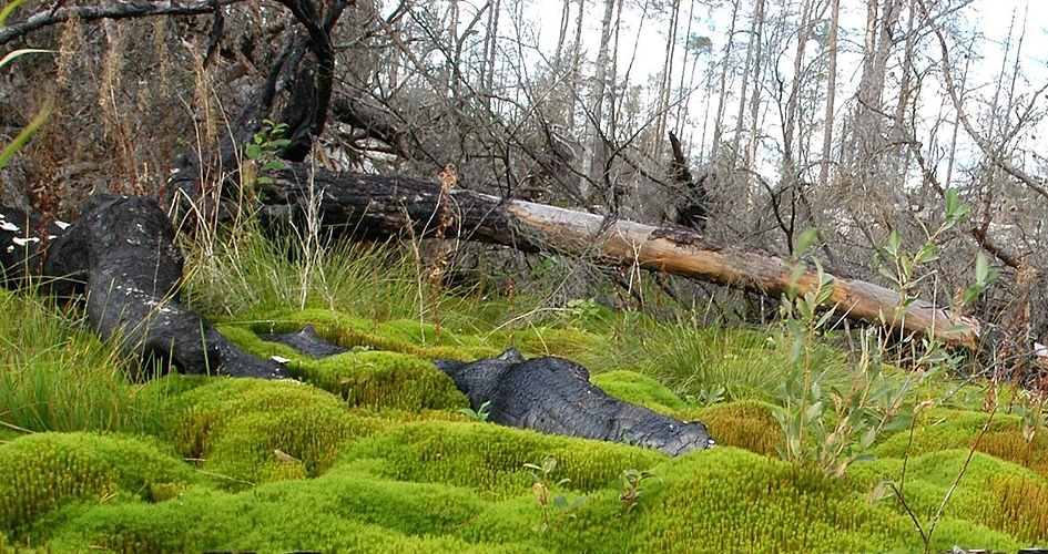 Förkolnad trädstam som ligger på en grön mjuk bädd av mossa.