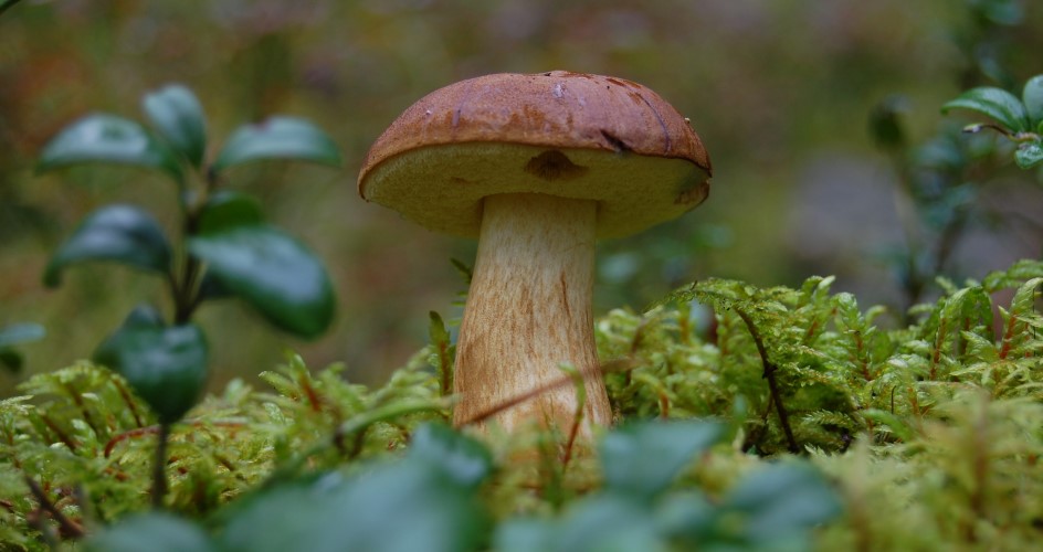 Close-up of a porcini.