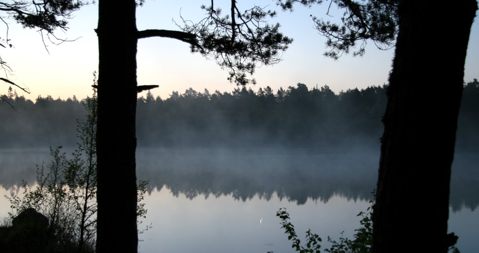 En stilla sjö i dimma med två svarta siluetter av träd i förgrunden.