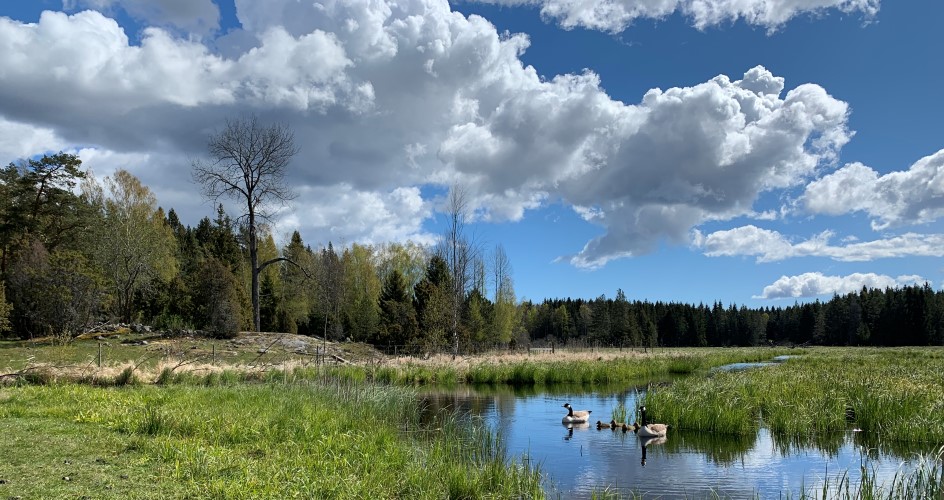 Vy över damm och vass med fåglar.