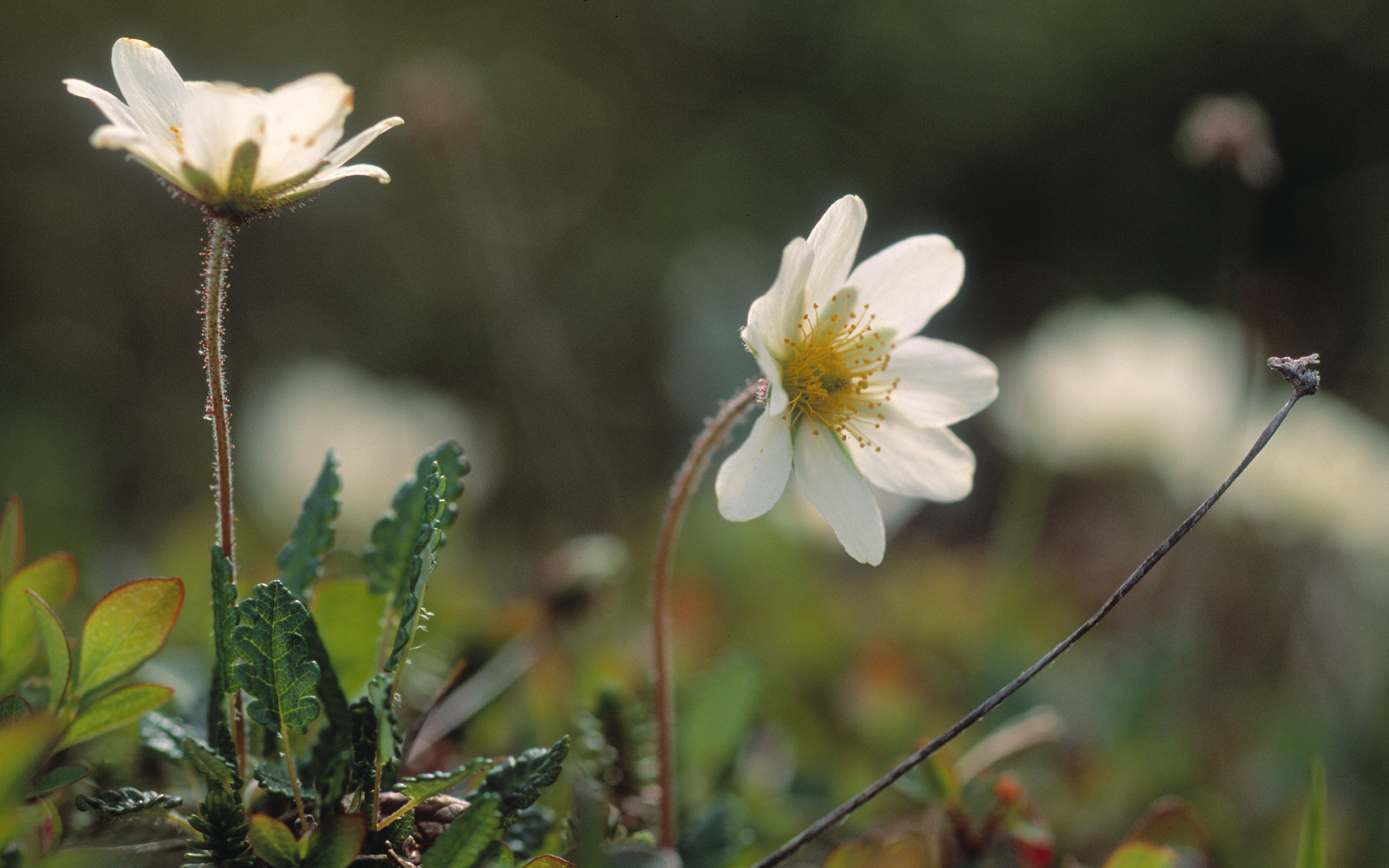 Mountain avens.