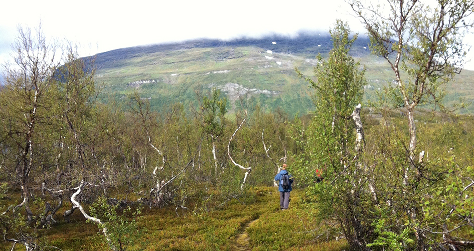 En person står bland krokiga och tunna träd med molnig vy upp mot fjället.