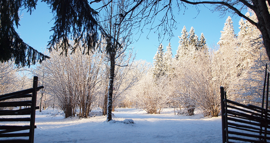 A snow-covered forest glade under an ice blue sky.